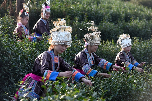 姑娘节是什么节?哪个民族的?