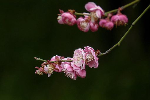 疏影横斜水清浅暗香浮动月黄昏的意思 山园小梅赏析