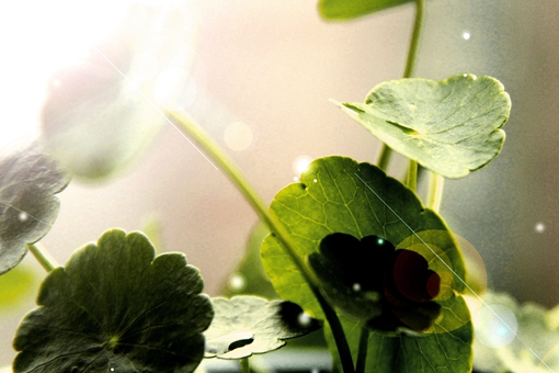 我不杀伯仁伯仁却因我而死是什么意思?伯仁典故出处介绍