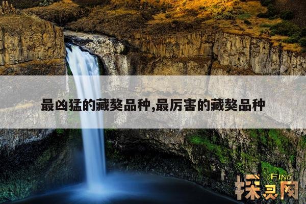 最凶猛的藏獒品种,最厉害的藏獒品种