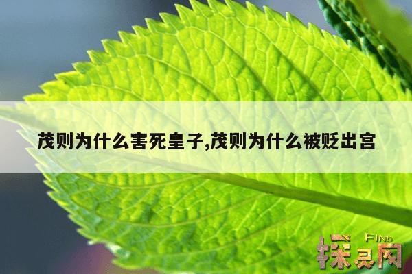 茂则为什么害死皇子,徽柔公主死后梁怀吉结局