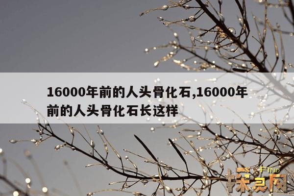 16000年前的人头骨化石,16000年前的人头骨化石长这样