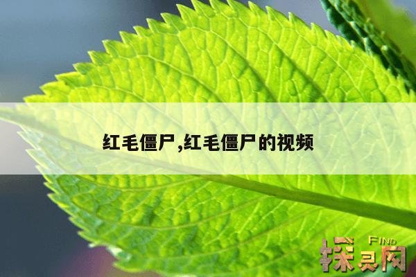 红毛僵尸,红毛僵尸怎么形成的