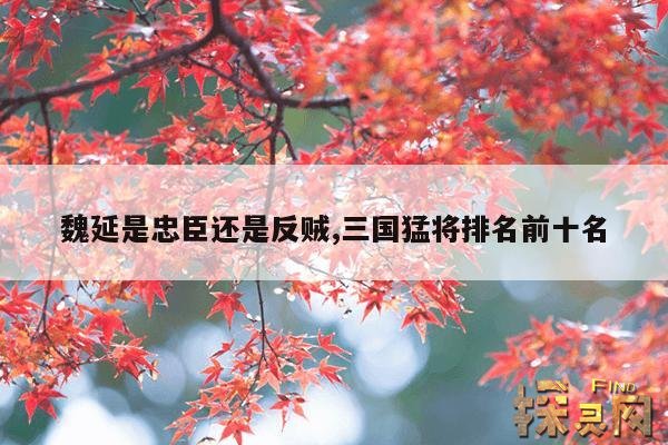 魏延是忠臣还是反贼,真实的魏延是忠臣还是反贼