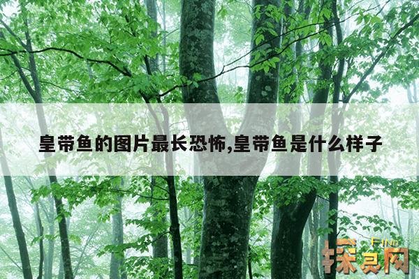 皇带鱼的图片最长恐怖,皇带鱼是什么样子