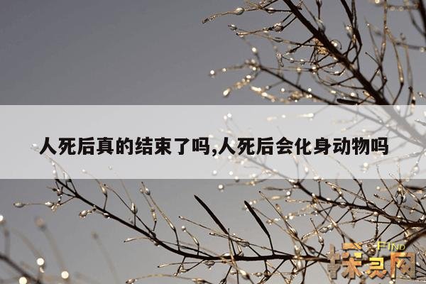 人死后真的结束了吗？,死后能去二次元吗？