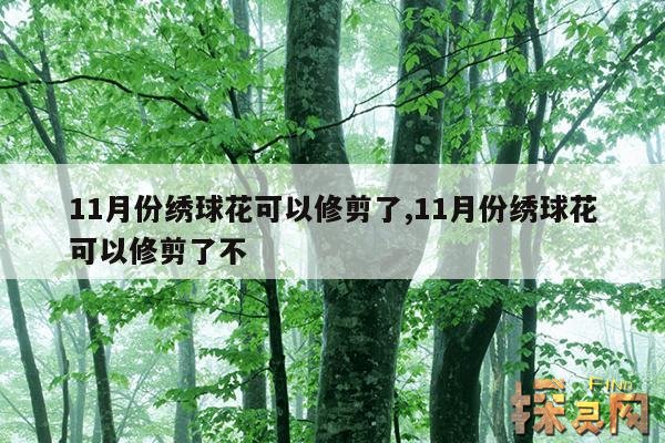 11月份绣球花可以修剪了,11月份绣球花可以修剪了不