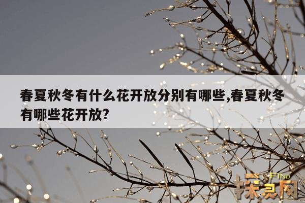 春夏秋冬有什么花开放分别有哪些,春夏秋冬有哪些花开放？