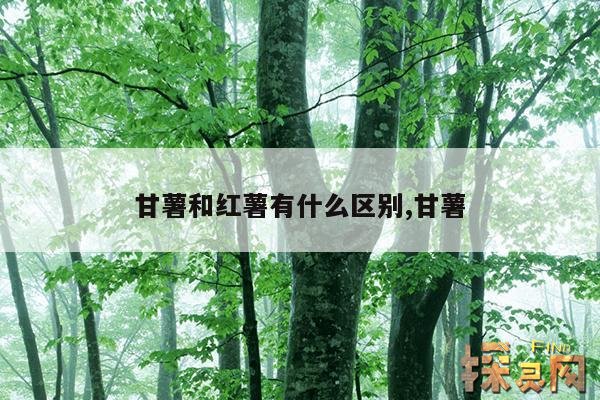 甘薯和红薯有什么区别,甘薯和红薯有什么区别吗？