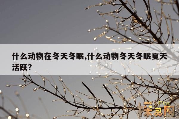 什么动物在冬天冬眠,什么动物在冬天冬眠春天醒来