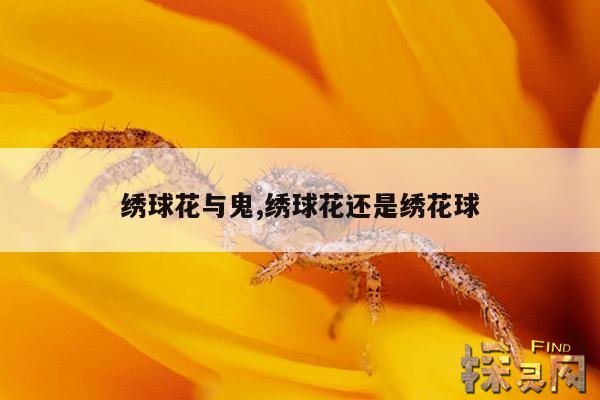 绣球花与鬼,绣球花适合跟什么花种一起