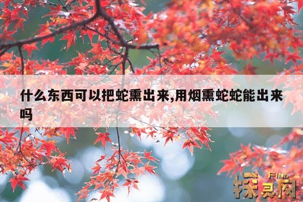 什么东西可以把蛇熏出来,什么东西可以把蛇熏出来呢