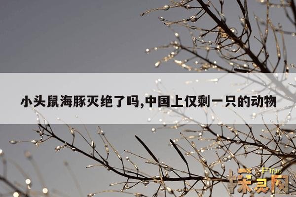 小头鼠海豚灭绝了吗？,小头鼠海豚灭绝了吗？2022