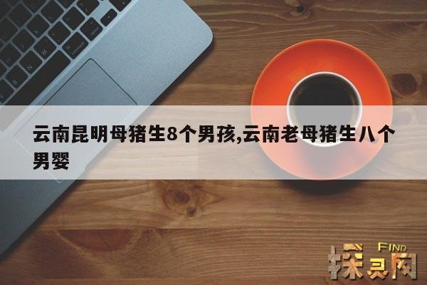 云南昆明母猪生8个男孩,云南一母猪生8个小孩