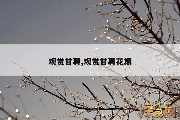 观赏甘薯,观赏甘薯观赏期