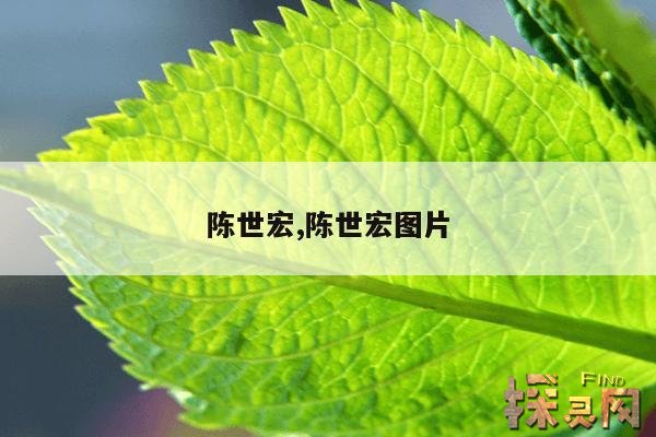 陈世宏,陈世宏麦当劳简介