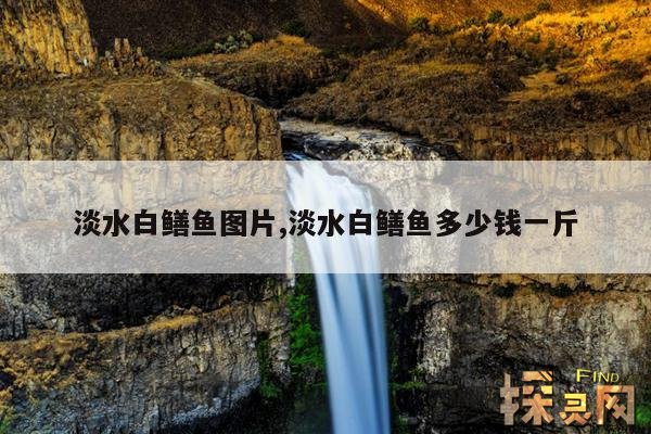 淡水白鳝鱼图片,淡水鳝鱼多少种类图片