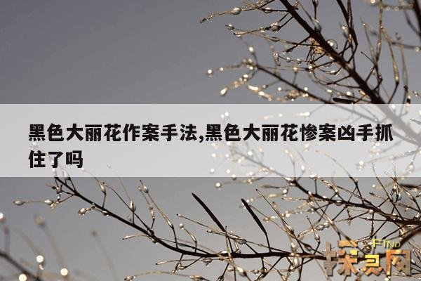 黑色大丽花作案手法,黑色大丽花案例分析