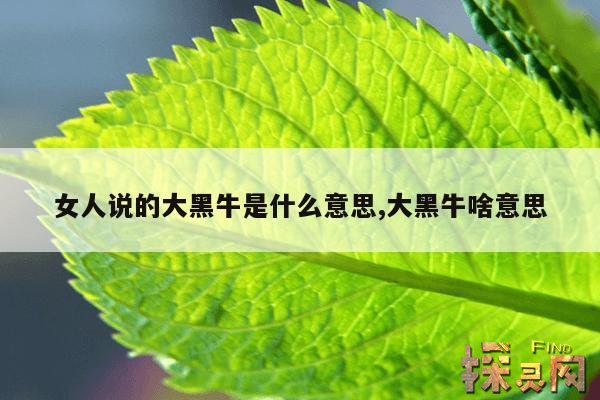 女人说的大黑牛是什么意思,什么叫大黑牛