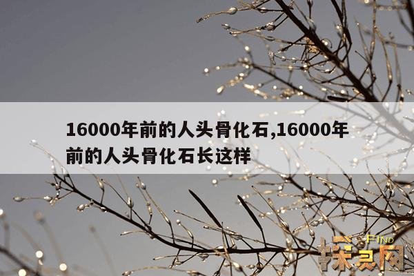 16000年前的人头骨化石,16000年前的人头骨化石新华网