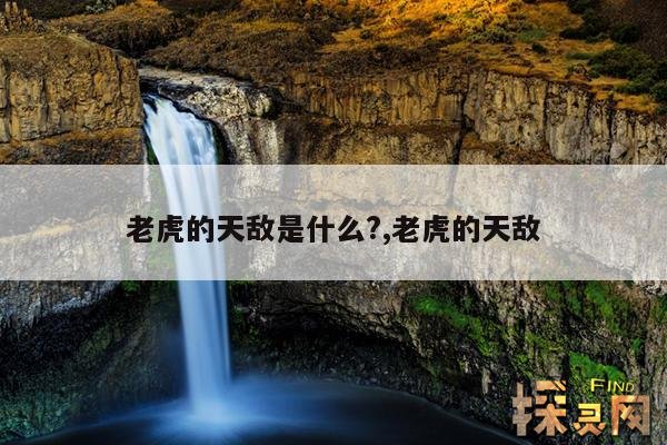 老虎的天敌是什么？,狮子和老虎的天敌是什么