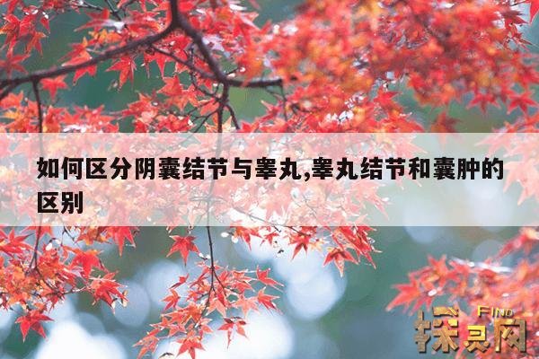 如何区分阴囊结节与睾丸,阴囊结节是怎么回事