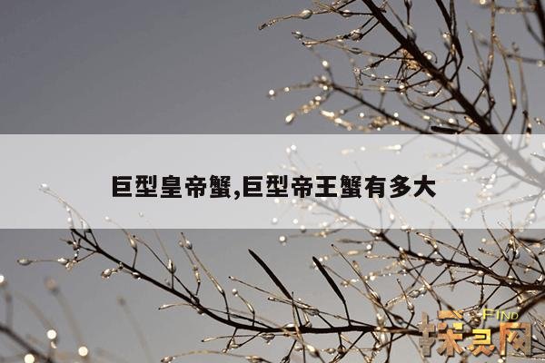 巨型皇帝蟹,巨型帝王蟹图片大全