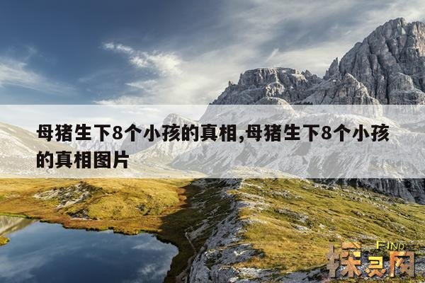 母猪生下8个小孩的真相,母猪生下8个小孩的真相是什么