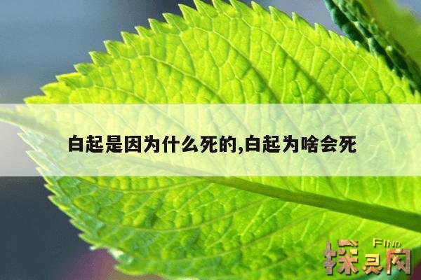 白起是因为什么死的,白起为什么坑杀40万赵军