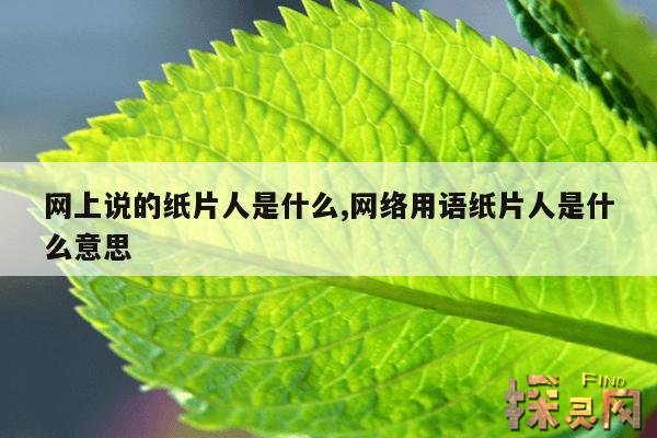 网上说的纸片人是什么,纸片人啥意思？