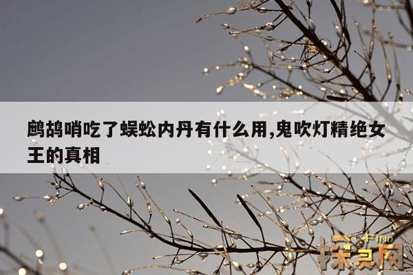 鹧鸪哨吃了蜈蚣内丹有什么用,鹧鸪哨斗蜈蚣吃的珠子是什么