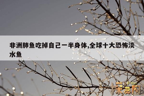 非洲肺鱼吃掉自己一半身体,非洲肺鱼寿命是几年