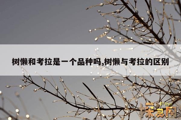 树懒和考拉是一个品种吗？,树懒和考拉的区别图片