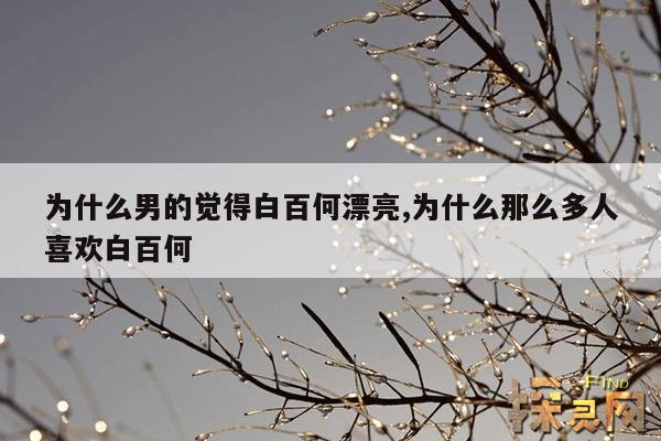 为什么男的觉得白百何漂亮,为什么男的觉得白百何漂亮一点