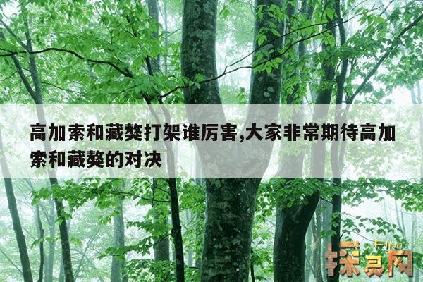 高加索和藏獒打架谁厉害,高加索和藏獒打架谁厉害些