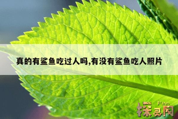 真的有鲨鱼吃过人吗？,人被鲨鱼吞了还能活吗？