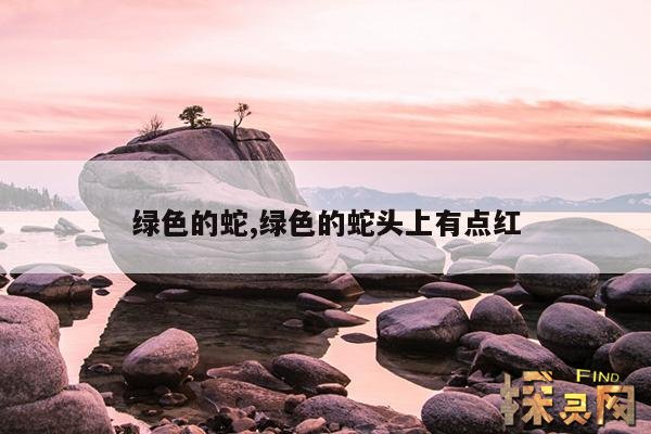 绿色的蛇,绿色的蛇有没有毒