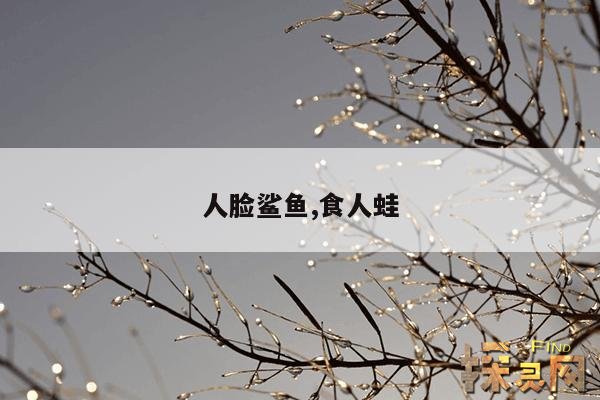 人脸鲨鱼,人脸鲨鱼宝宝